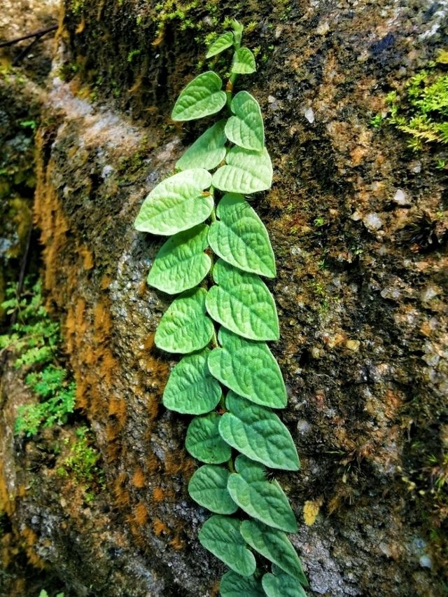 A challenging misson: my maiden hike to the Mount Ophir 🌿 