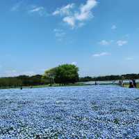 海之中道海濱公園-花卉的「花之丘」