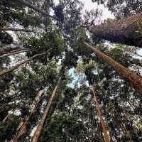 Sangeh Monkey Forest: A Tranquil Haven for Nature Lovers