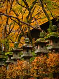 【ここ行って】飛鳥時代からの歴史が残る文化と紅葉の融合✨ここでしかできない体験情報付💡 