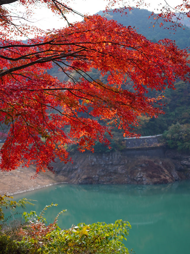 【埼玉×紅葉🍁】 紅葉の穴場  真っ赤な紅葉とダムの青さが美しい