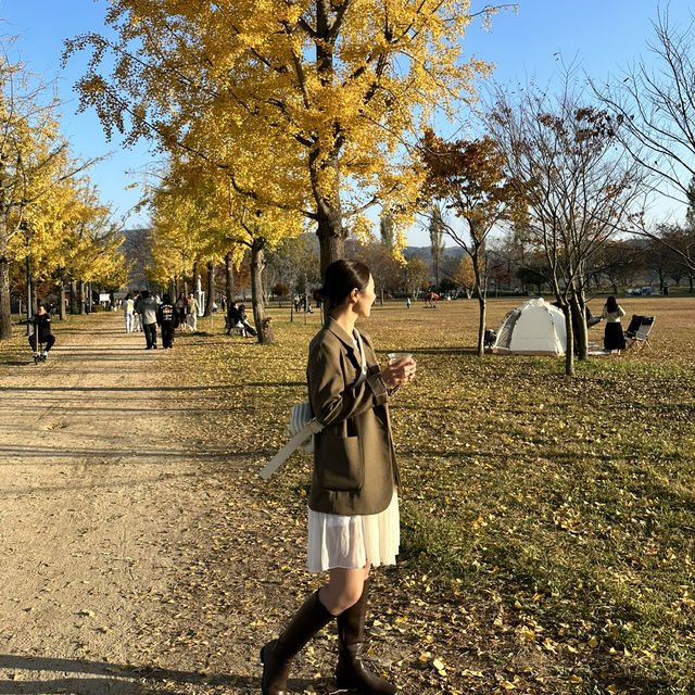 노란 은행나무의 힐링 명소 여주 강천섬🌼