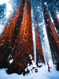 A Snowy Day in Sequoia National Park