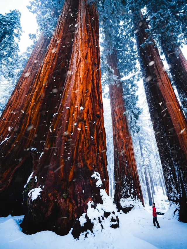 A Snowy Day in Sequoia National Park