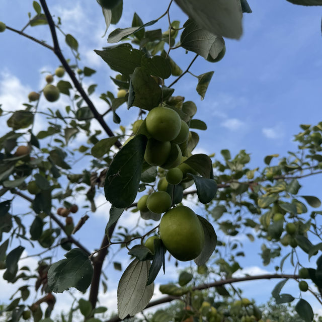 สวนพุดซานมสดของแทร่ วังน้ำเขียว🍏