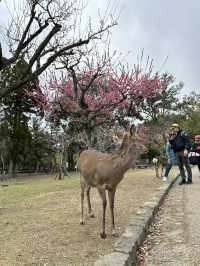 🇯🇵春日獨遊奈良賞櫻🌸