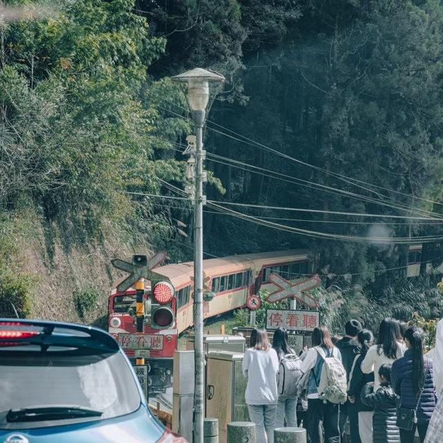 阿里山步道：沉浸在自然與文化中的療癒之旅