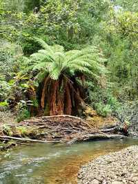 Mount Field National Park
