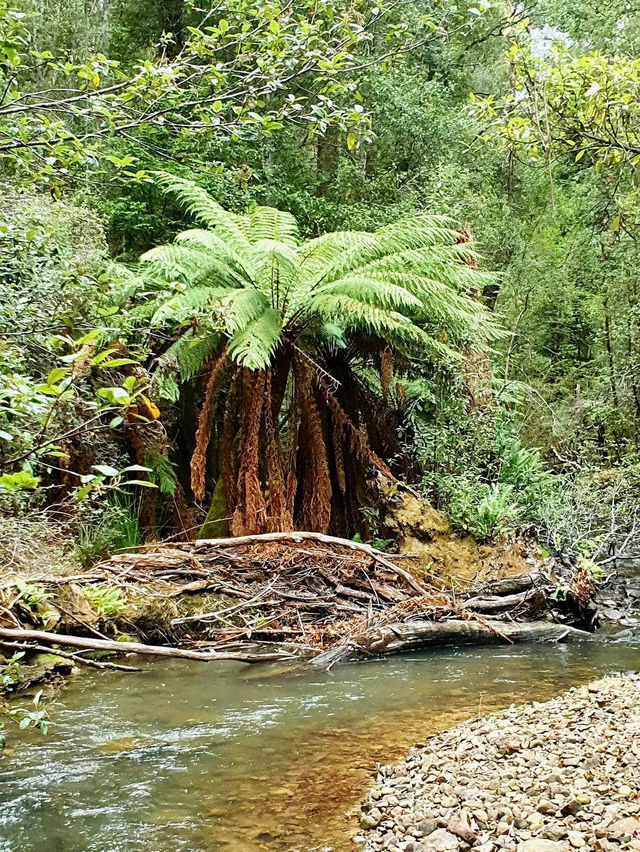 Mount Field National Park