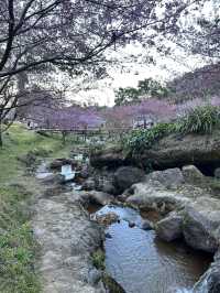 สะพานซากุระขุนวาง ดอยอินทนนท์🌸💘