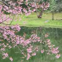 When Cherry blossom bloom in Thailand?