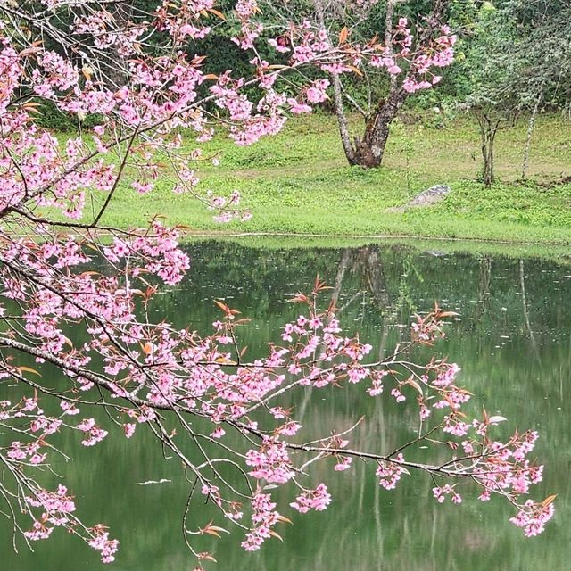 When Cherry blossom bloom in Thailand?