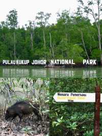 Discover Johor’s Hidden Mangrove Wonderland: Pulau Kukup