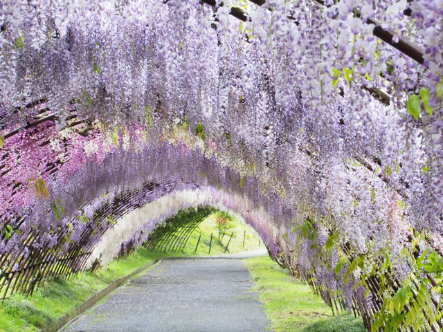 ☾︎北九州☽︎ 美しすぎる藤のトンネル