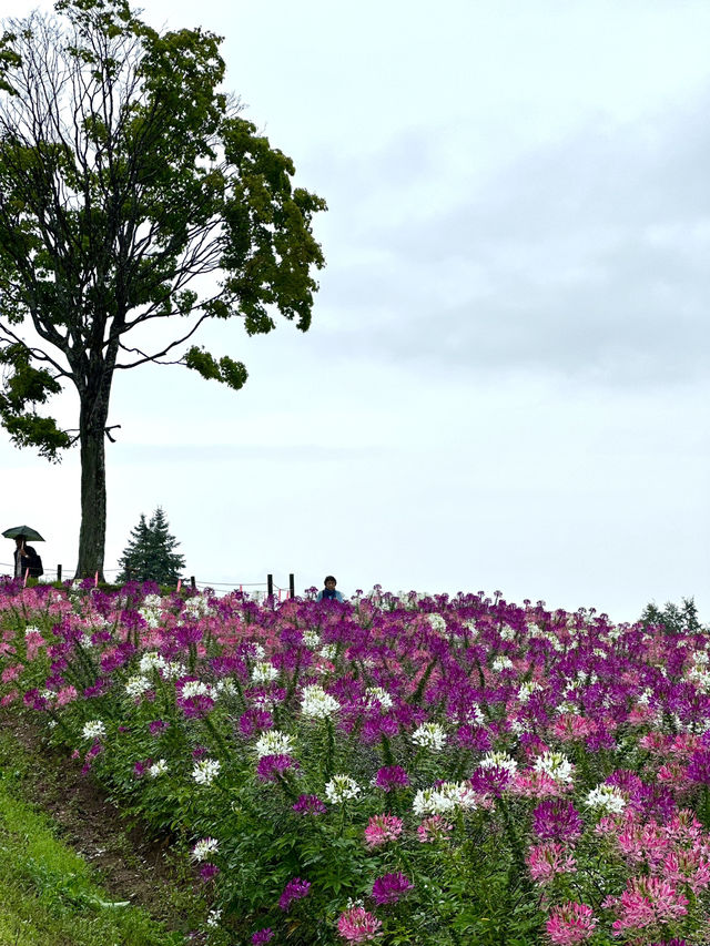 【北海道×3泊4日の旅】