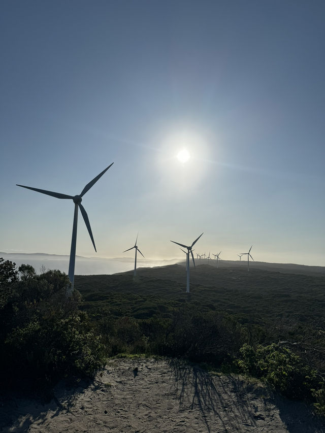 Nature’s Powerhouse - Spinning Giants 