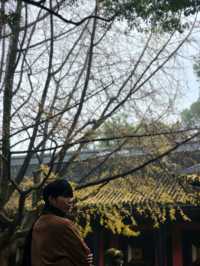 ✨Easy Day trip in Chengdu 