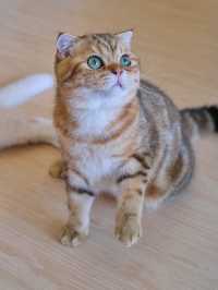 ถูกใจคนรักหมาแมว Zucca - The Pet Sanctuary & Cafe