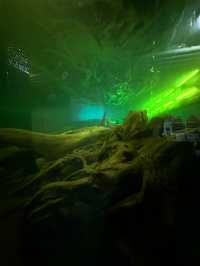 【ここは深海か？】魚津埋没林博物館