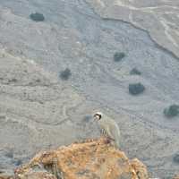 Jebel Jais, Ras Al Khaimah