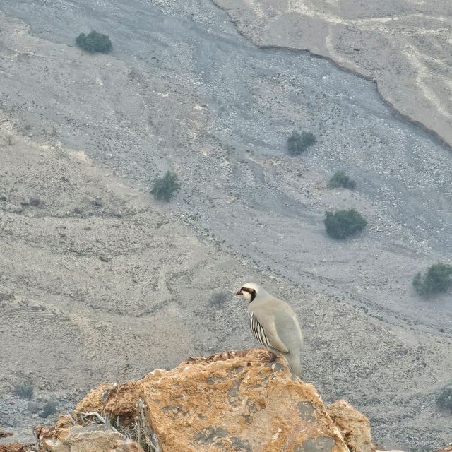 Jebel Jais, Ras Al Khaimah