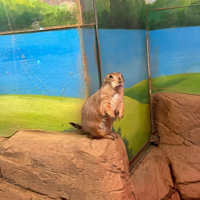 墨田水族館～暢游於水下奇幻世界