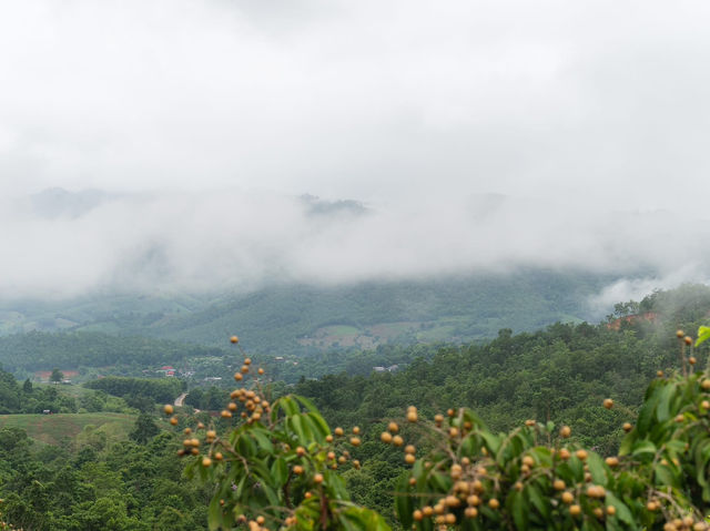 ฮักเขา ณ แม่แจ่ม เชียงใหม่🪵🌲🌳🌧️