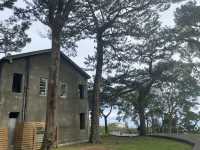 漫步 松園別館 松林綠影拂風吹