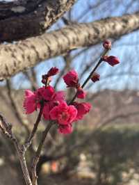 南部（みなべ）梅林へ今年初めての梅を見に❤️