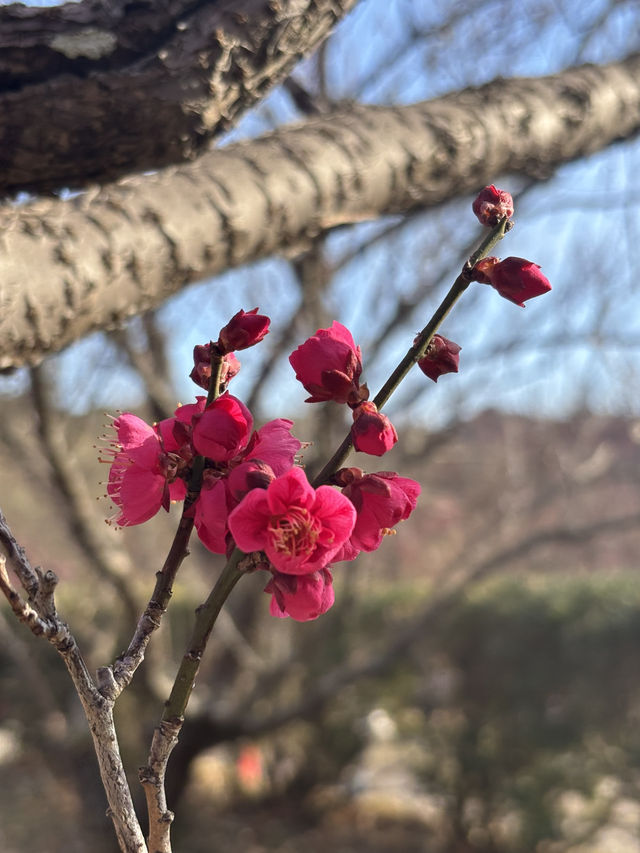 南部（みなべ）梅林へ今年初めての梅を見に❤️