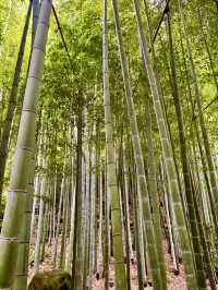 【神奈川県　鎌倉市の禅寺　報国寺で美しい苔の庭と竹林を歩みお抹茶を一服】 