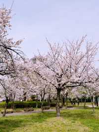 大阪造幣局櫻花步道：春天的浪漫絕景 🌸✨