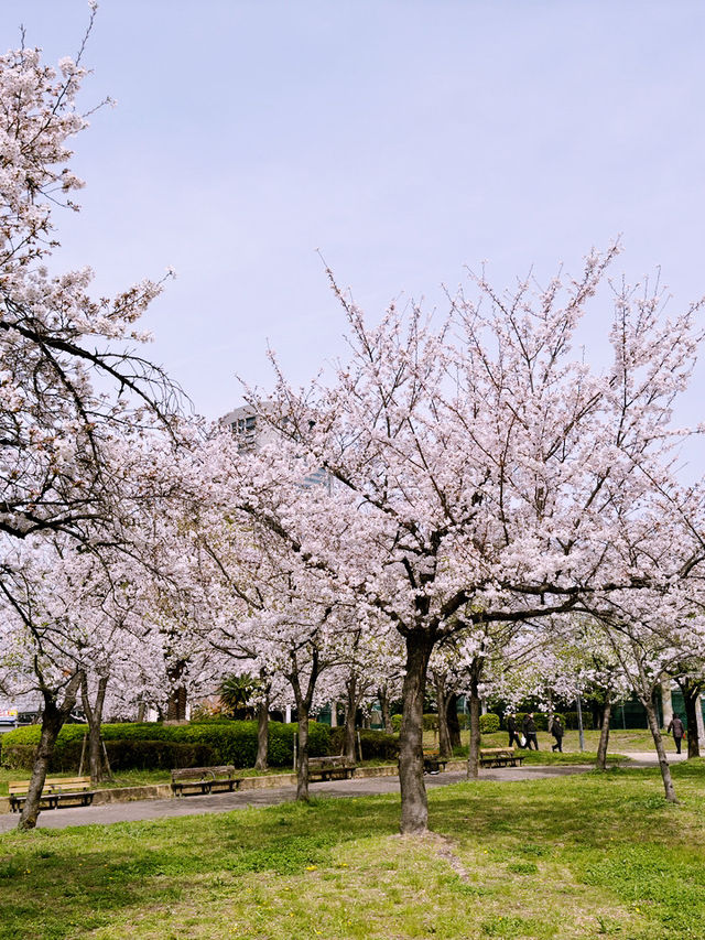 大阪造幣局櫻花步道：春天的浪漫絕景 🌸✨