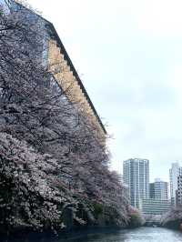 【東京】目黒川の桜を船上から眺める人気クルーズ！！