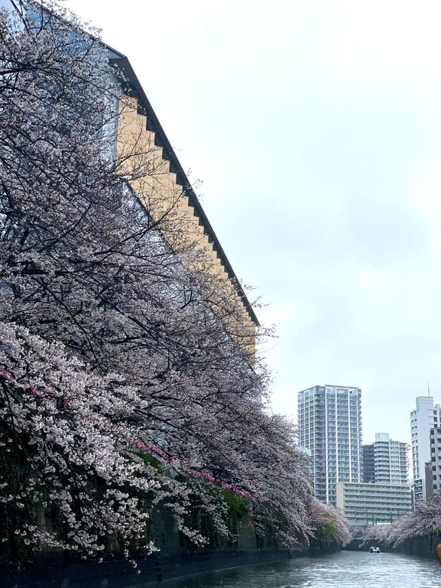 【東京】目黒川の桜を船上から眺める人気クルーズ！！