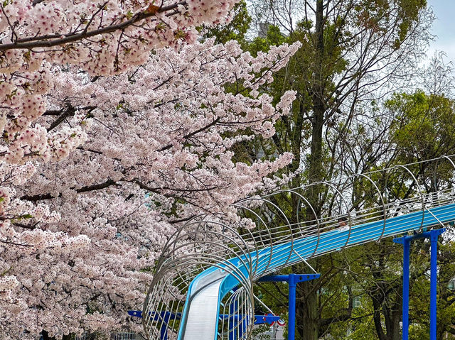 大阪櫻花🌸大阪城公園「櫻吹雪」~太浪漫了吧！