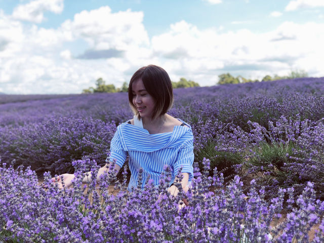 4-Day Tasmania Itinerary: Mountains, Wildlife & Lavender Fields 💜