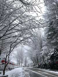救仁寺📺 冬天去不怕賞不到雪 太多雪了
