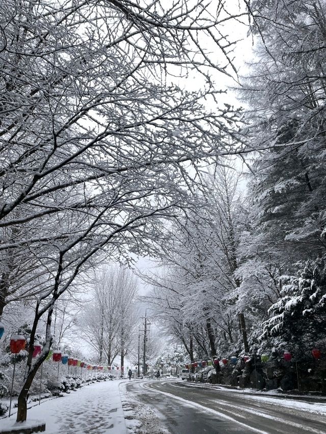 救仁寺📺 冬天去不怕賞不到雪 太多雪了