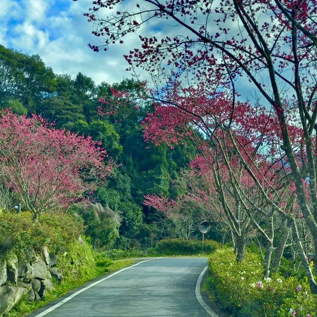 櫻花加油喔！李花太會搶鏡頭了