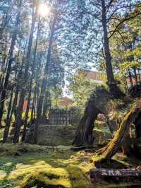 阿里山國家森林遊樂區巨木群棧道 