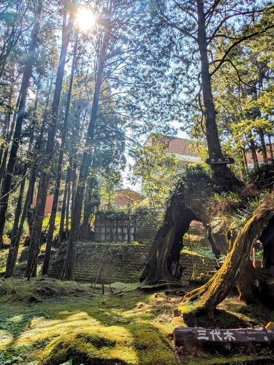 阿里山國家森林遊樂區巨木群棧道 