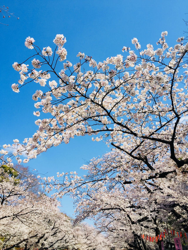 ซากุระบานสะพรั่งที่สวนอุเอโนะ งดงามจนต้องหยุดมอง