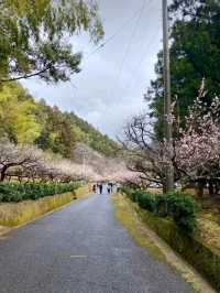 徳島県南部の梅の名所