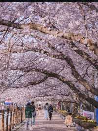 Most Beautiful Cherry Blossom spot at Jinhae