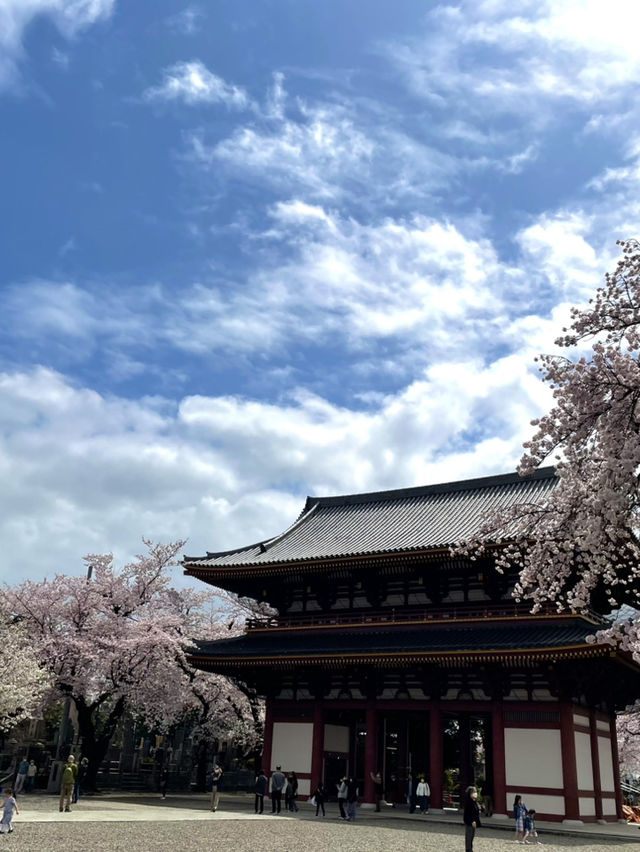 【東京×池上本門寺】 五重塔の参道に咲き乱れる桜が美しい