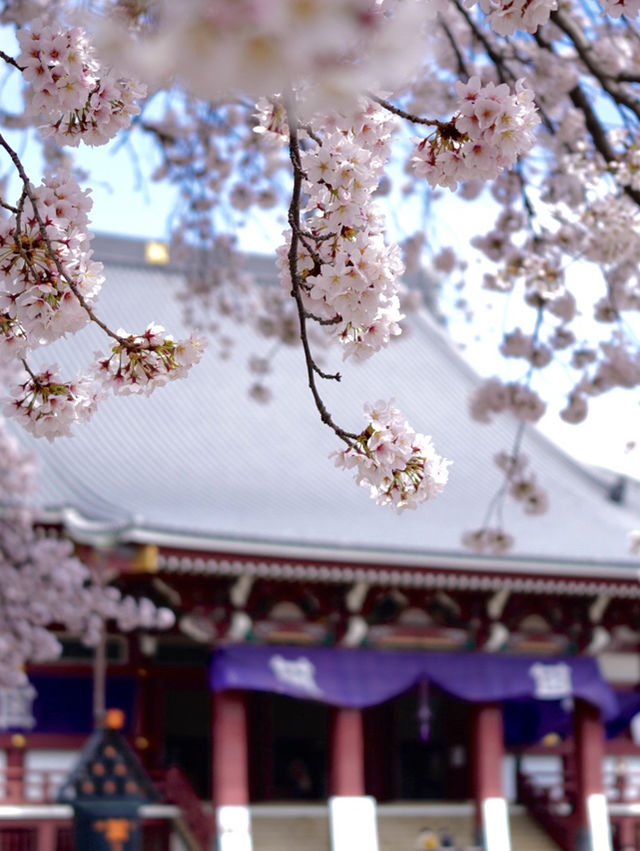 【東京×池上本門寺】 五重塔の参道に咲き乱れる桜が美しい