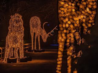 Chester Zoo