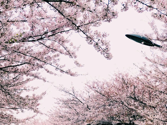 🌸 **釜山三樂江邊公園櫻花觀賞分享** 🌸