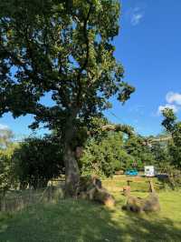 Spring Serenity at The Green, Goathland